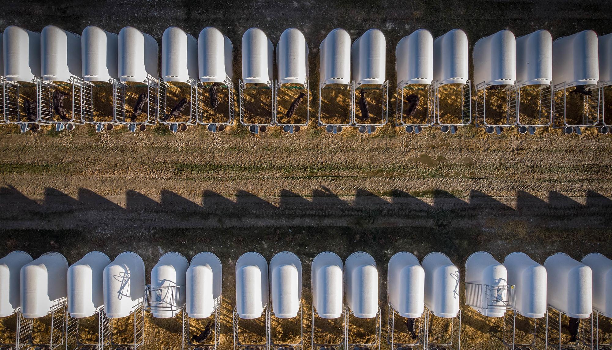 Macrogranja vacuno valle odieta caparroso